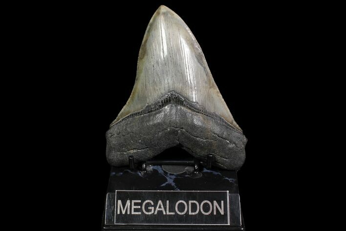 Serrated, Fossil Megalodon Tooth - Glossy Enamel #92898